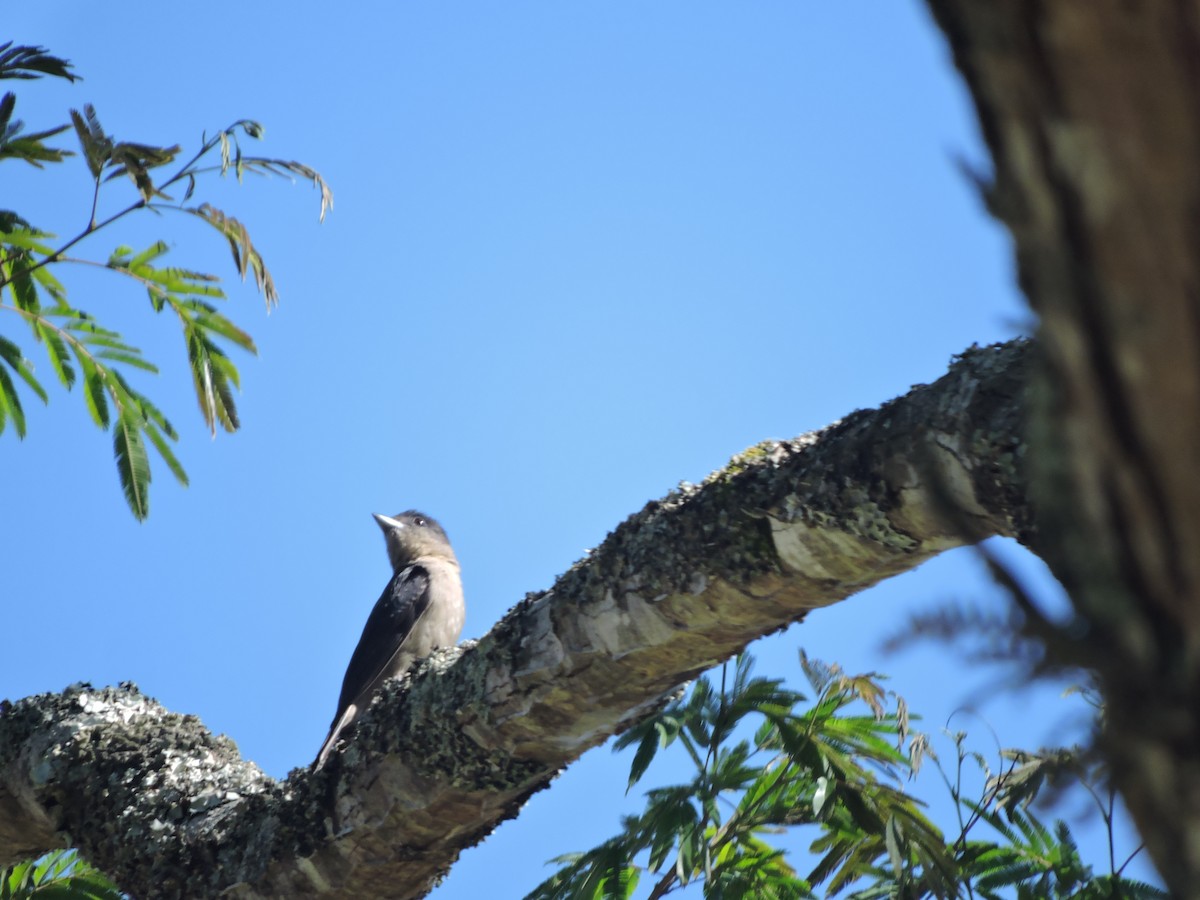 Crested Becard - ML645942467