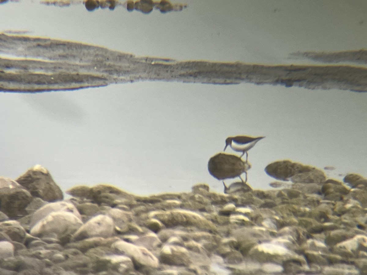 Перевозчик - ML645942470