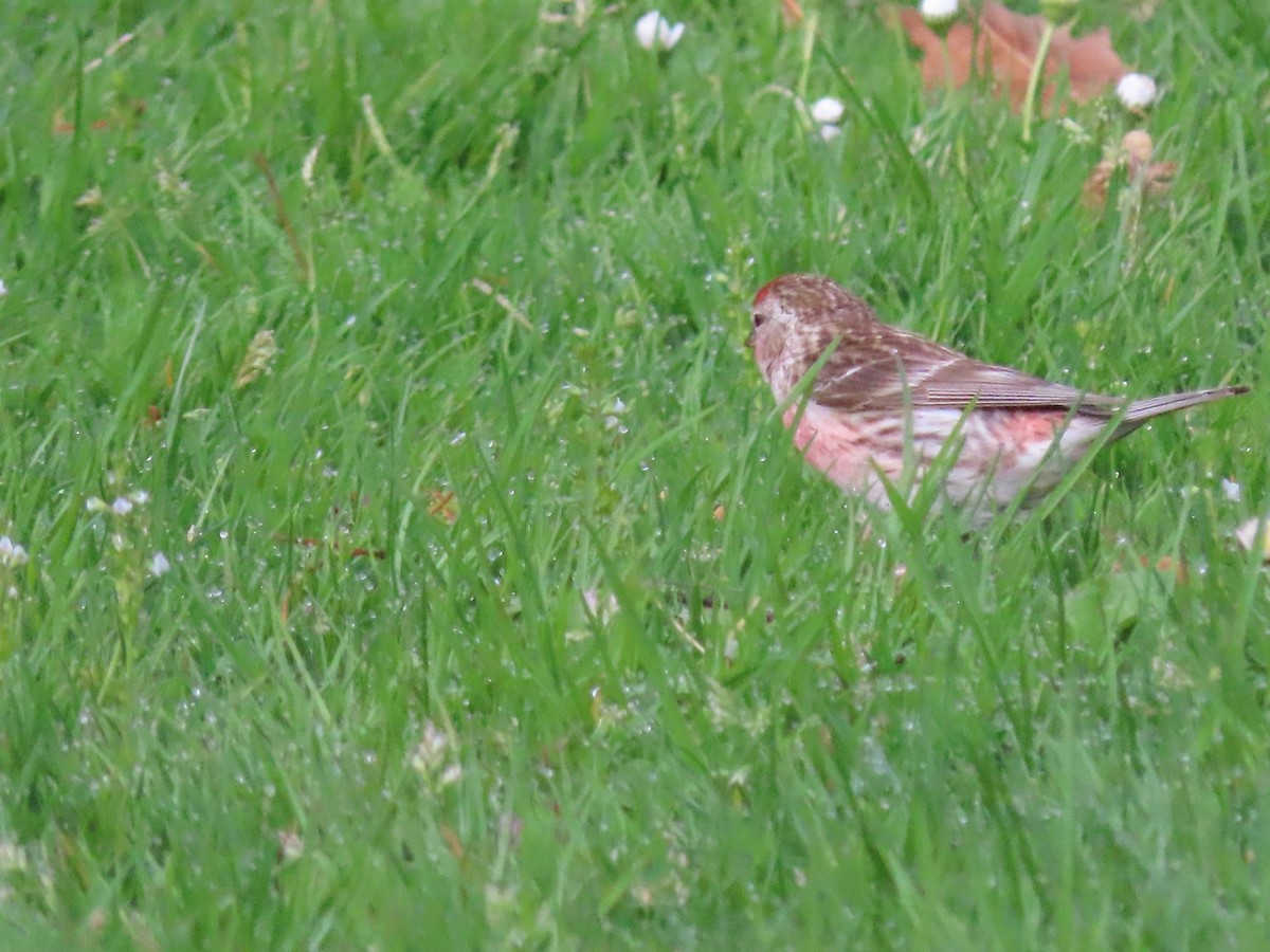 Чечётка - ML645942472