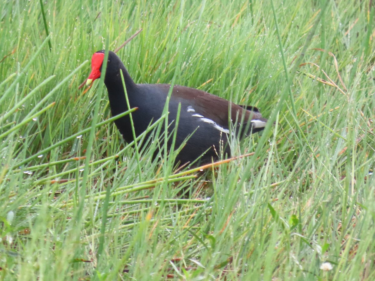 slípka americká - ML645942473