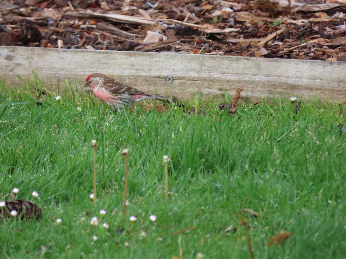 Чечётка - ML645942474