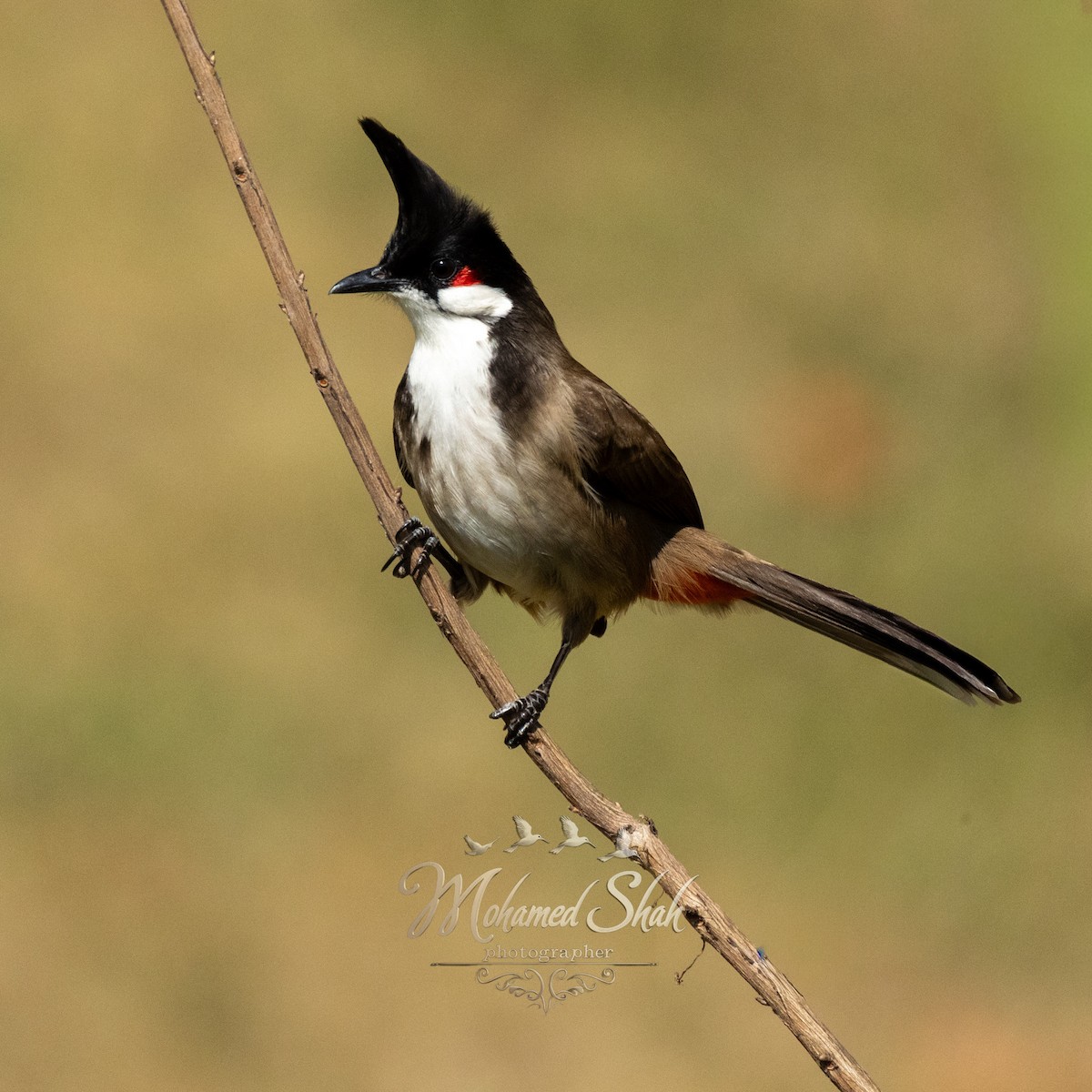 Красноухий бюльбюль - ML645942476