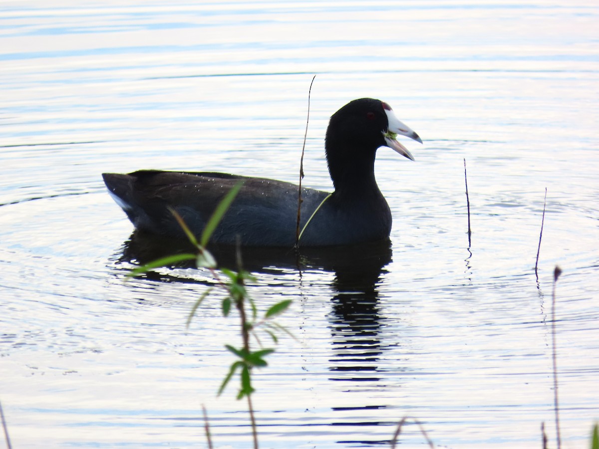 Американская лысуха (Red-shielded) - ML645942479