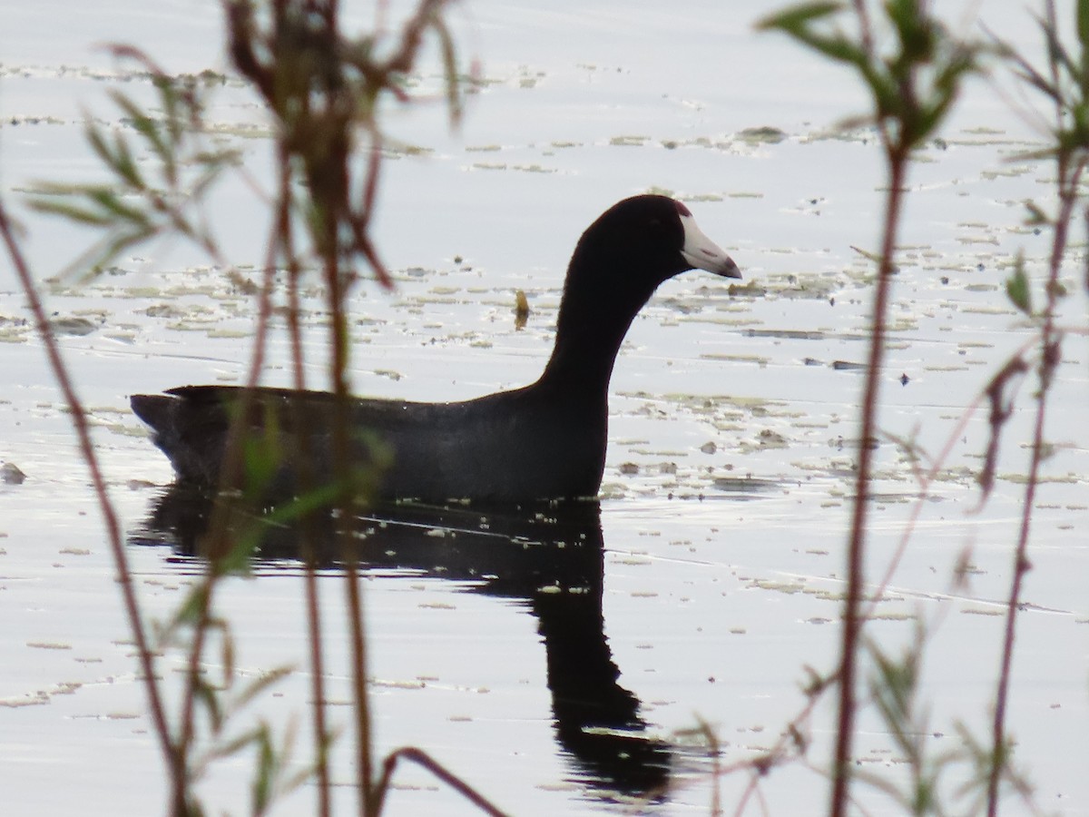 Американская лысуха (Red-shielded) - ML645942480