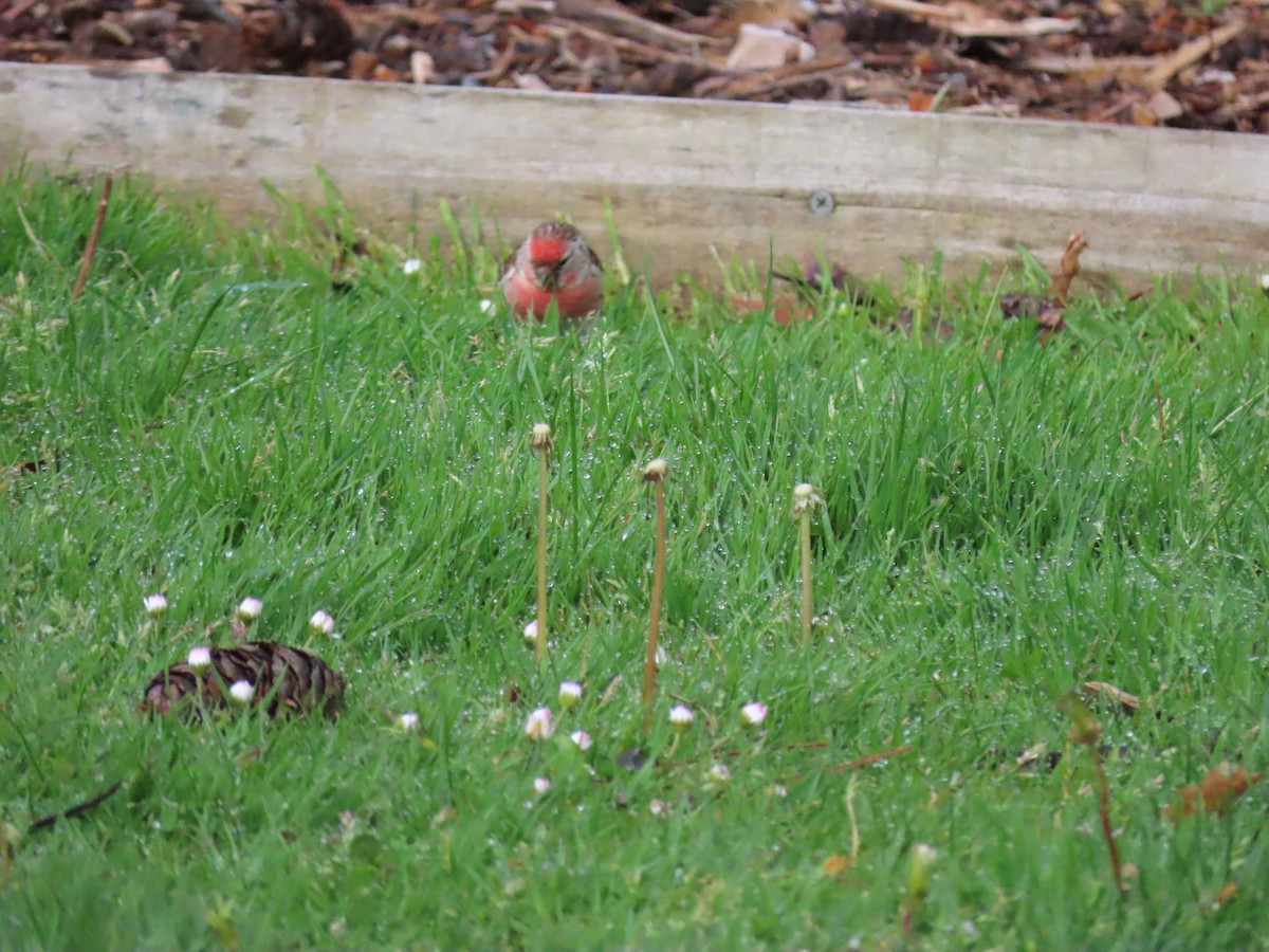 Чечётка - ML645942481