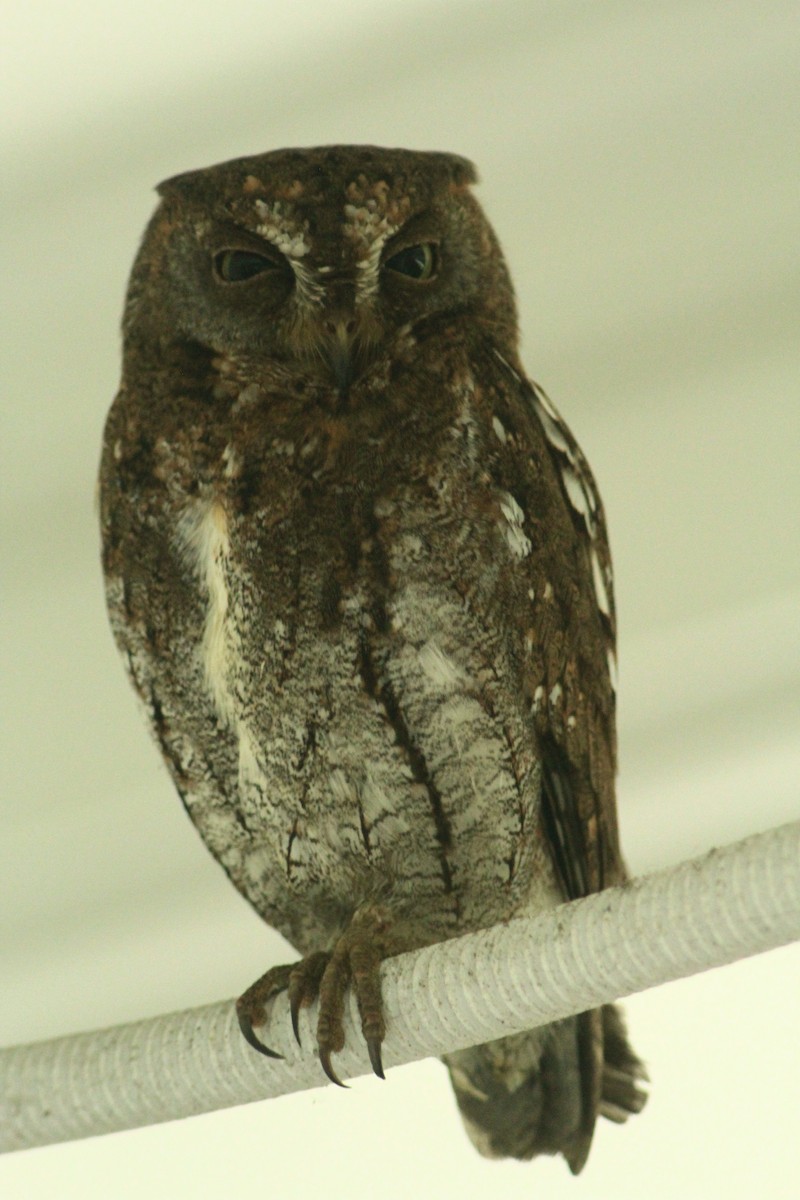 Восточная сплюшка - ML645942482