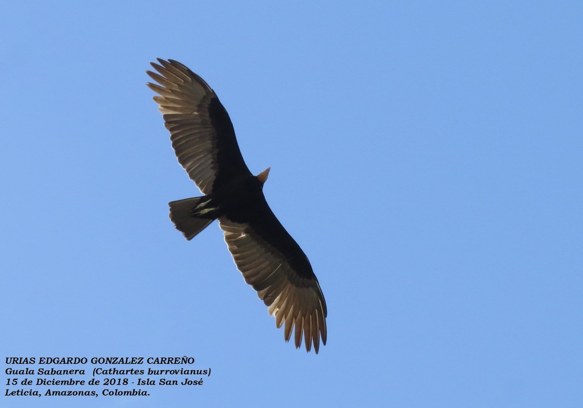 Малая желтоголовая катарта - ML645942483