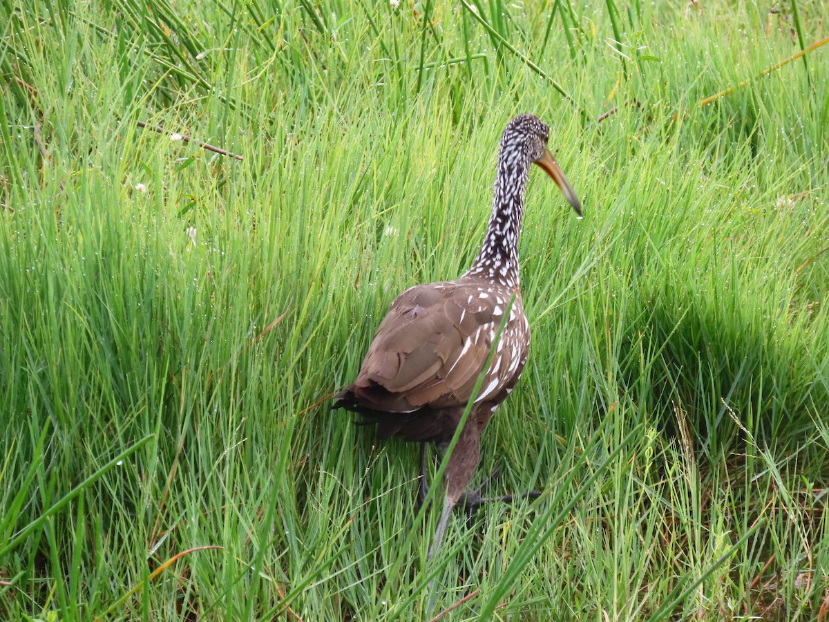 Арама [группа pictus] - ML645942485