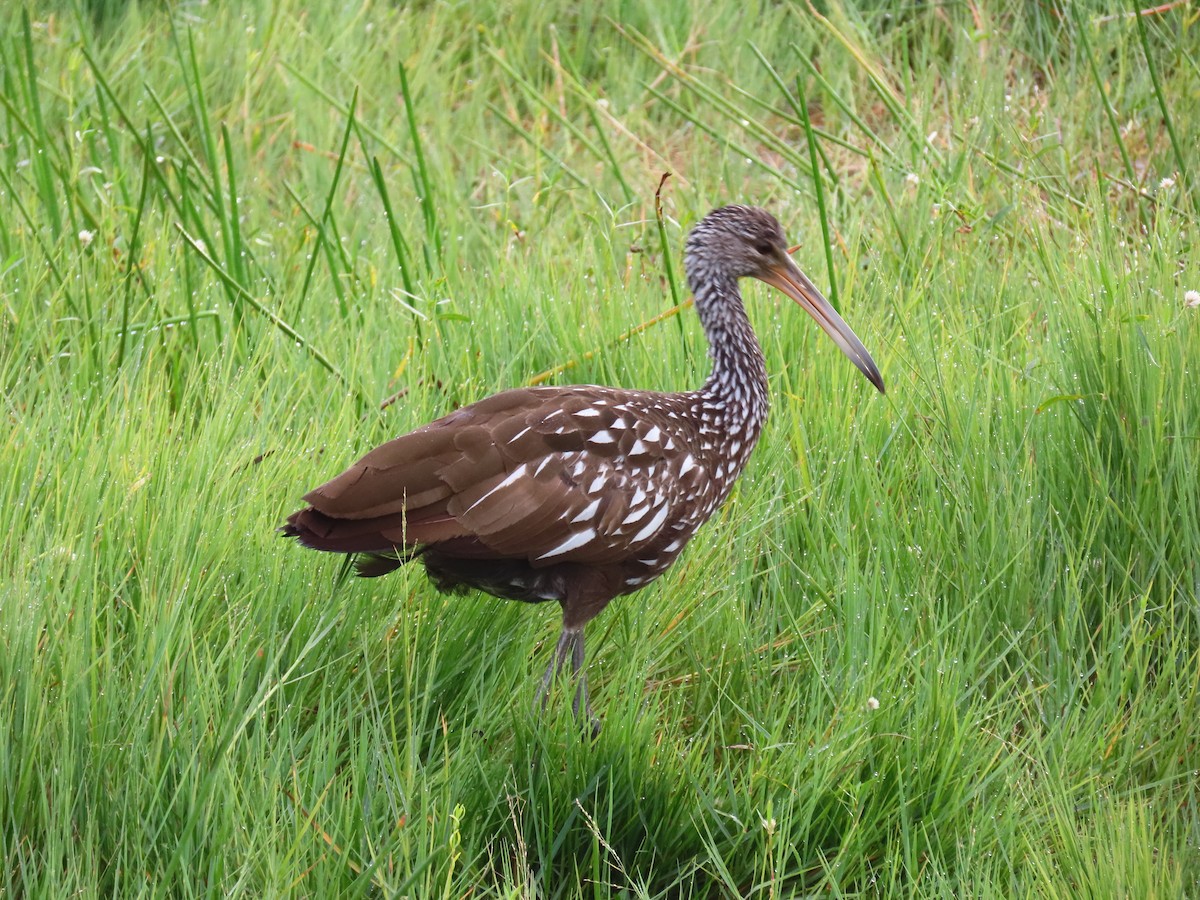 Арама [группа pictus] - ML645942486