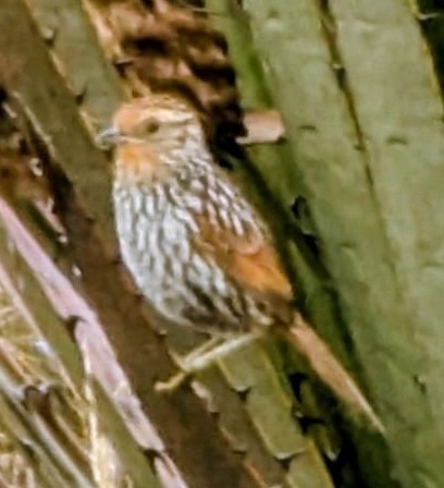 Пёстрый канастеро - ML645942487