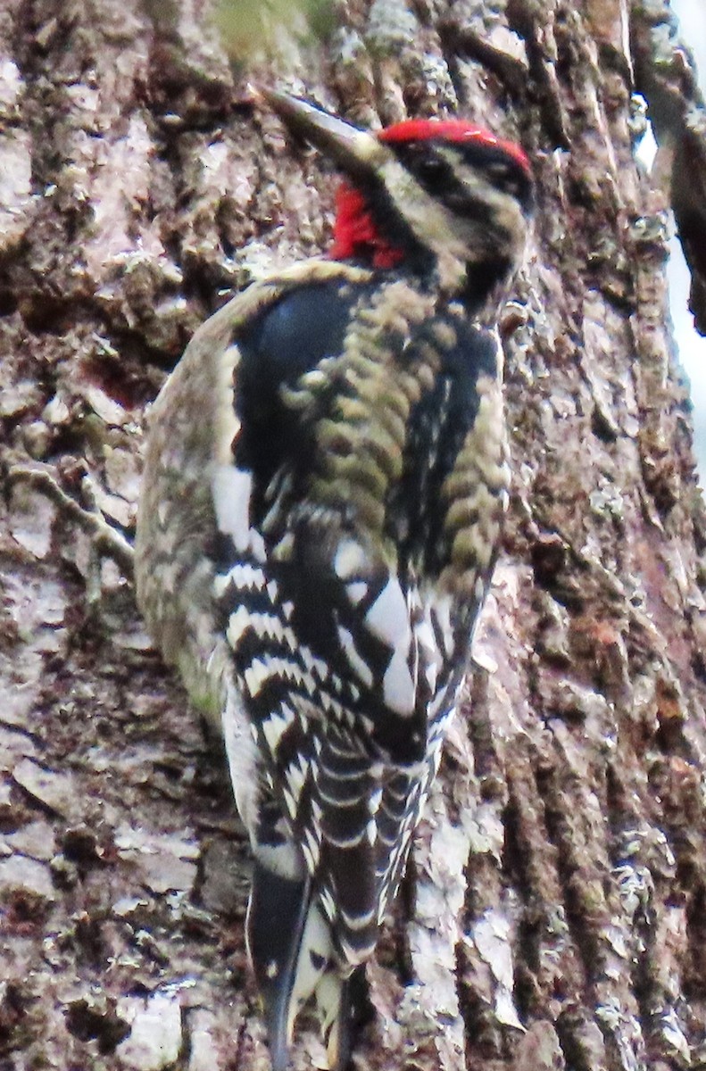 Желтобрюхий дятел-сокоед - ML645942488