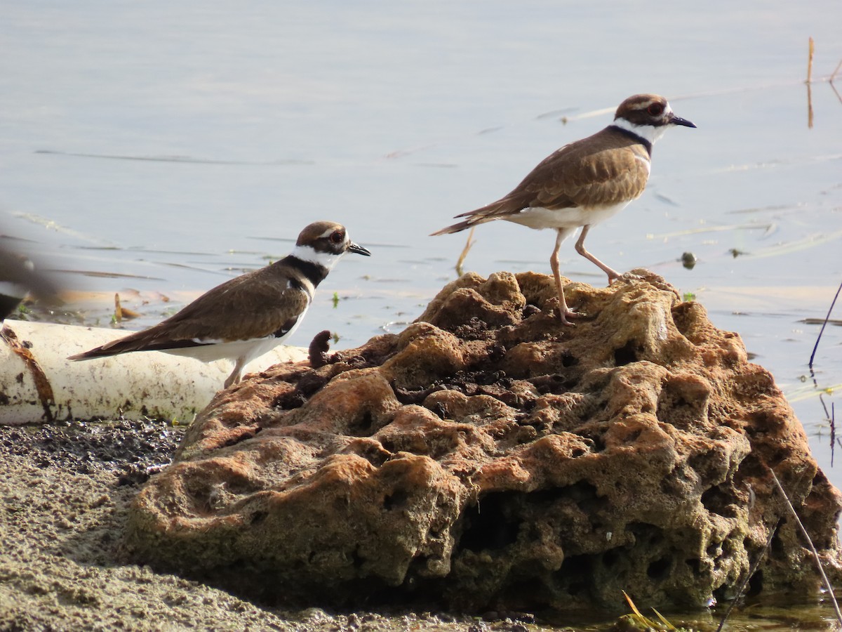 Крикливый зуёк - ML645942489