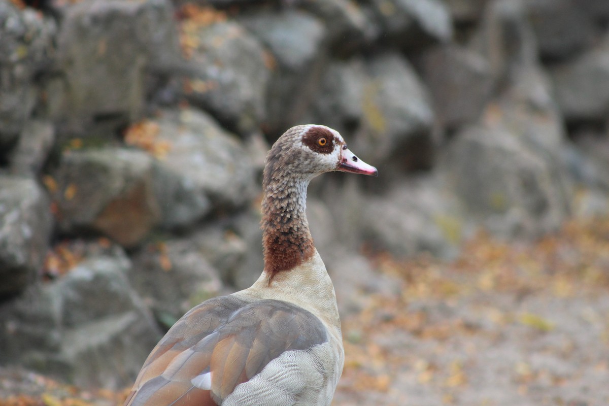 Нильский гусь - ML645942491