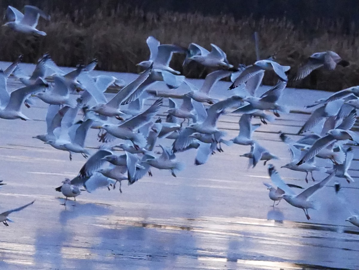 Делавэрская чайка - ML645942492