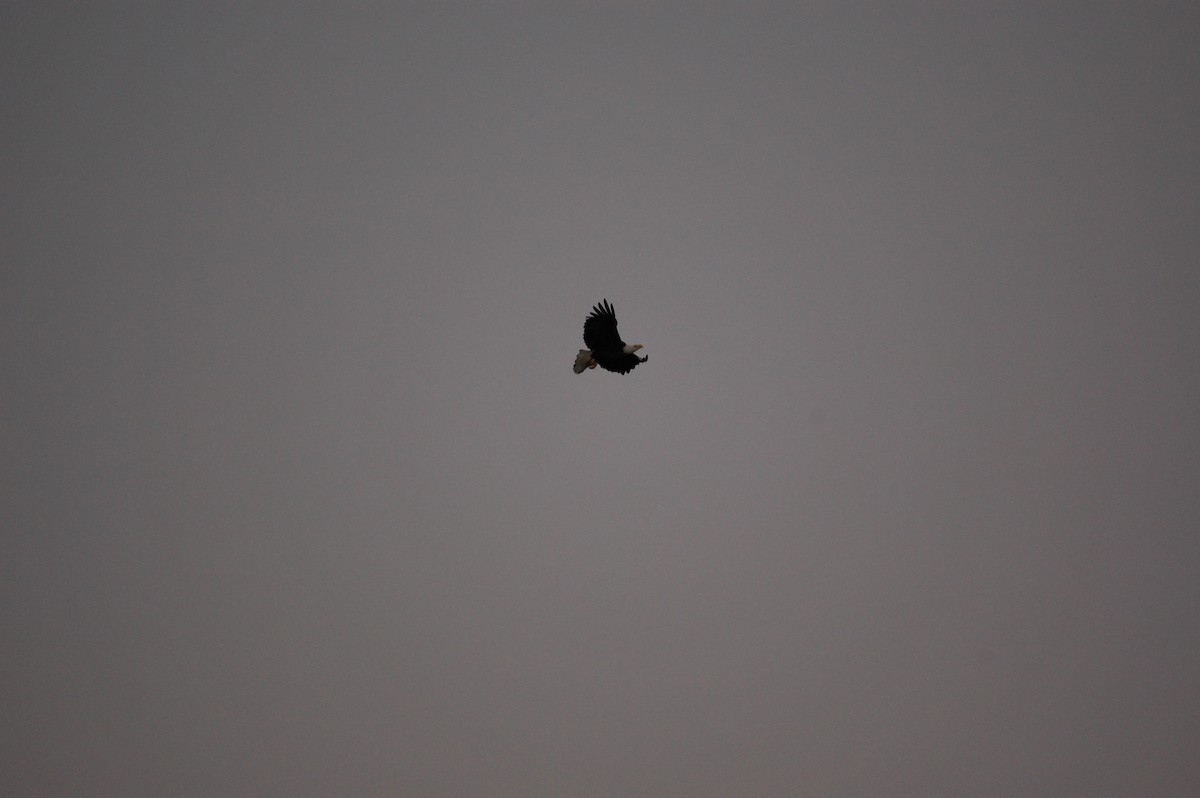 Белоголовый орлан - ML645942493