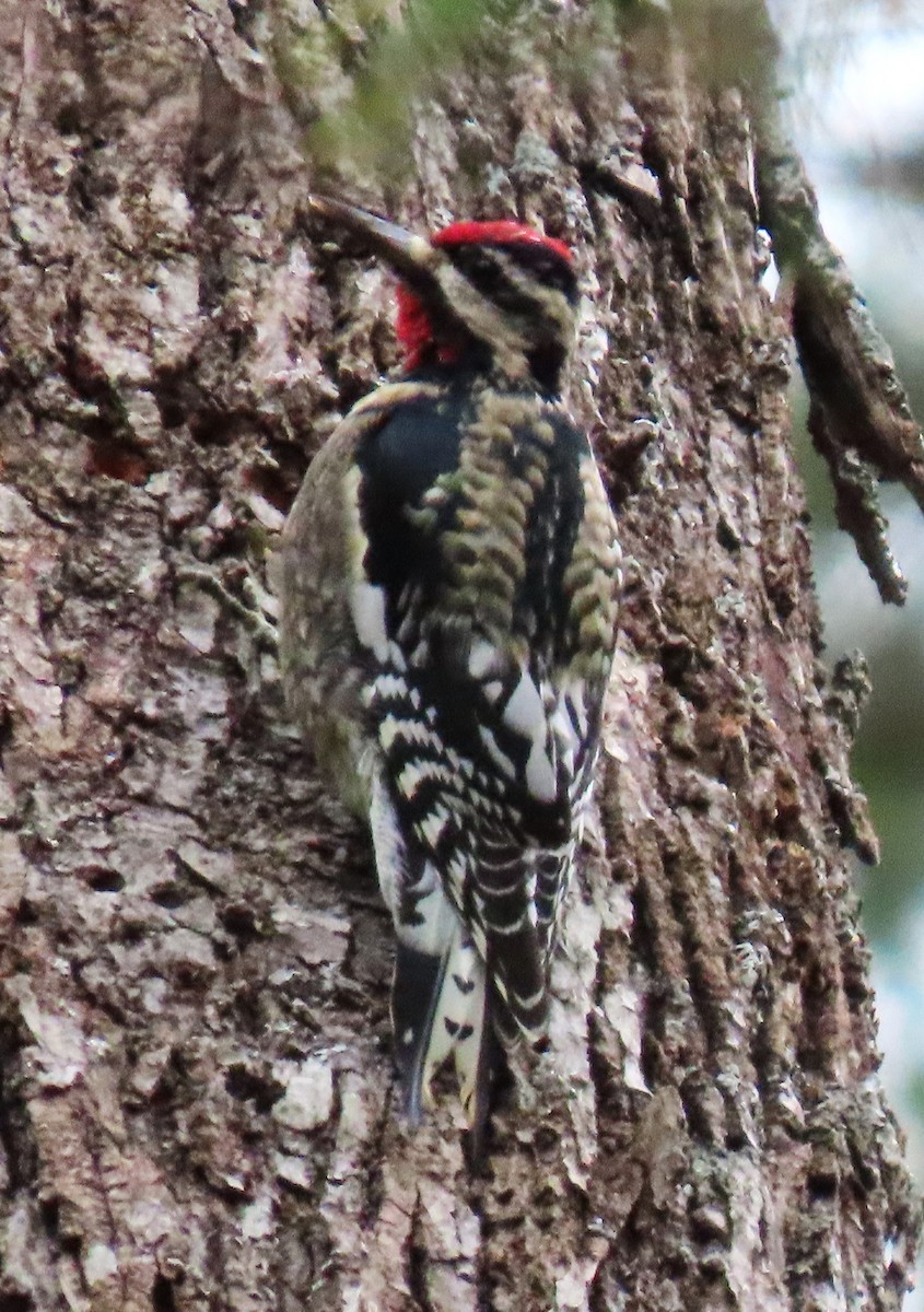 Желтобрюхий дятел-сокоед - ML645942495