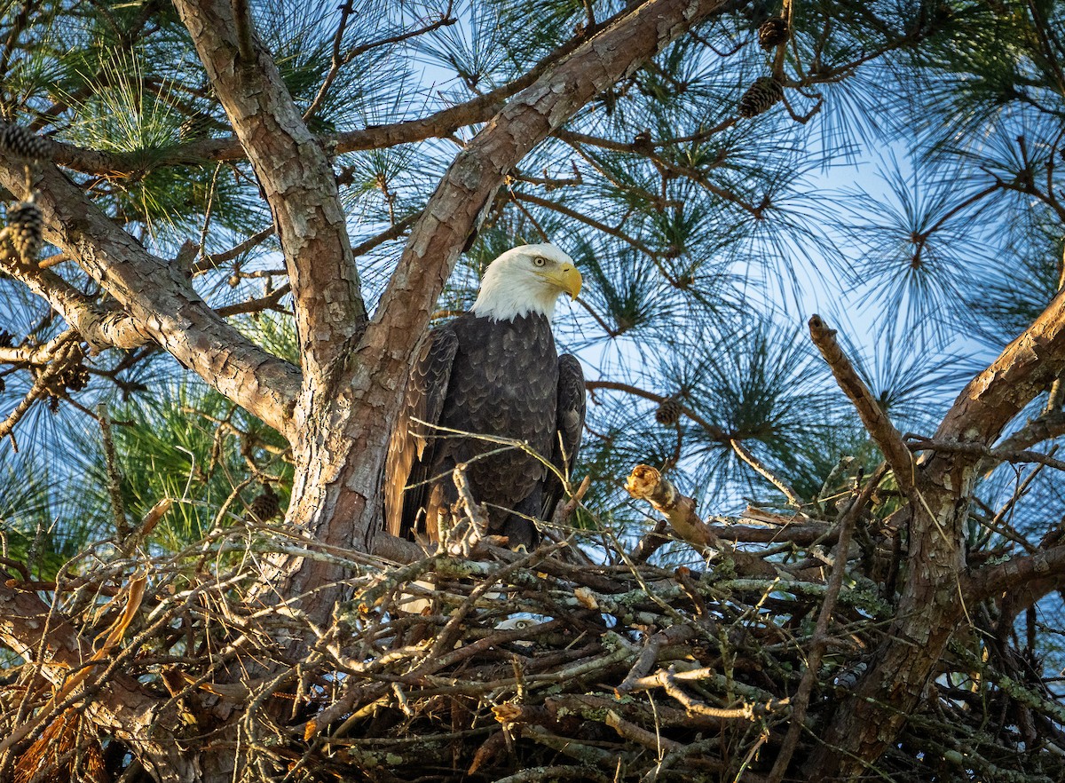 Белоголовый орлан - ML645942496