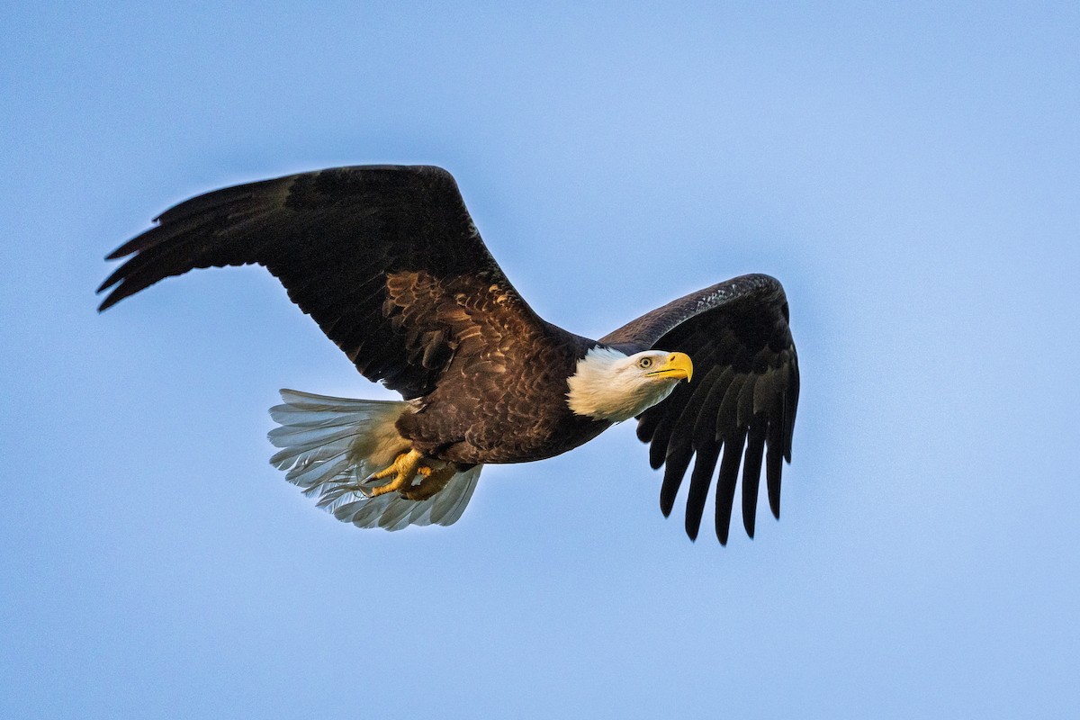 Белоголовый орлан - ML645942497