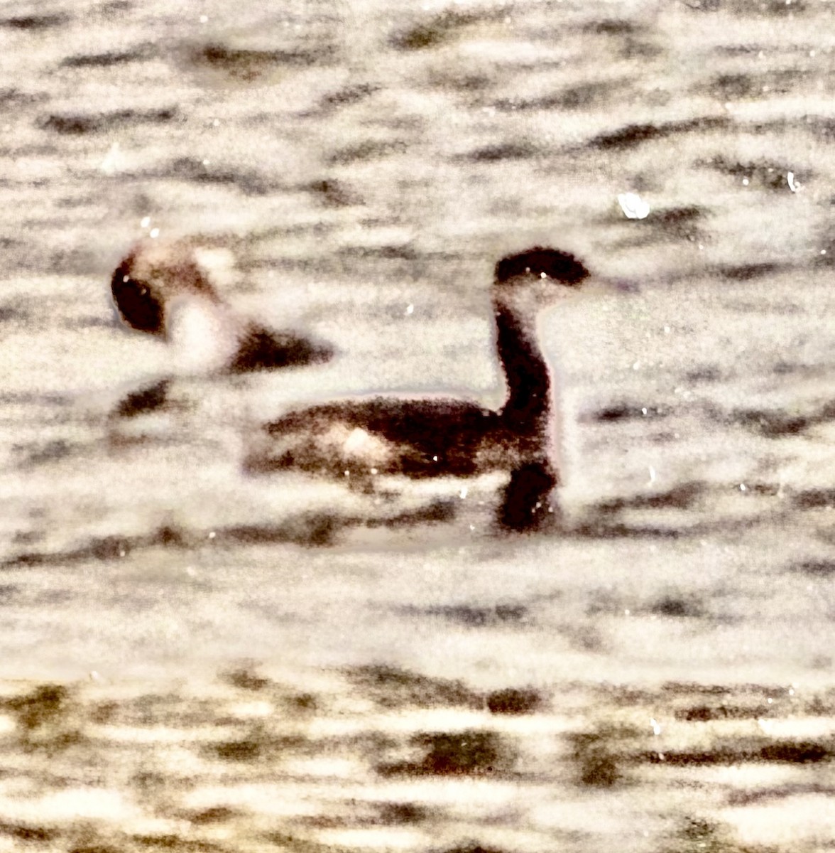 Серощёкая поганка - ML645942499