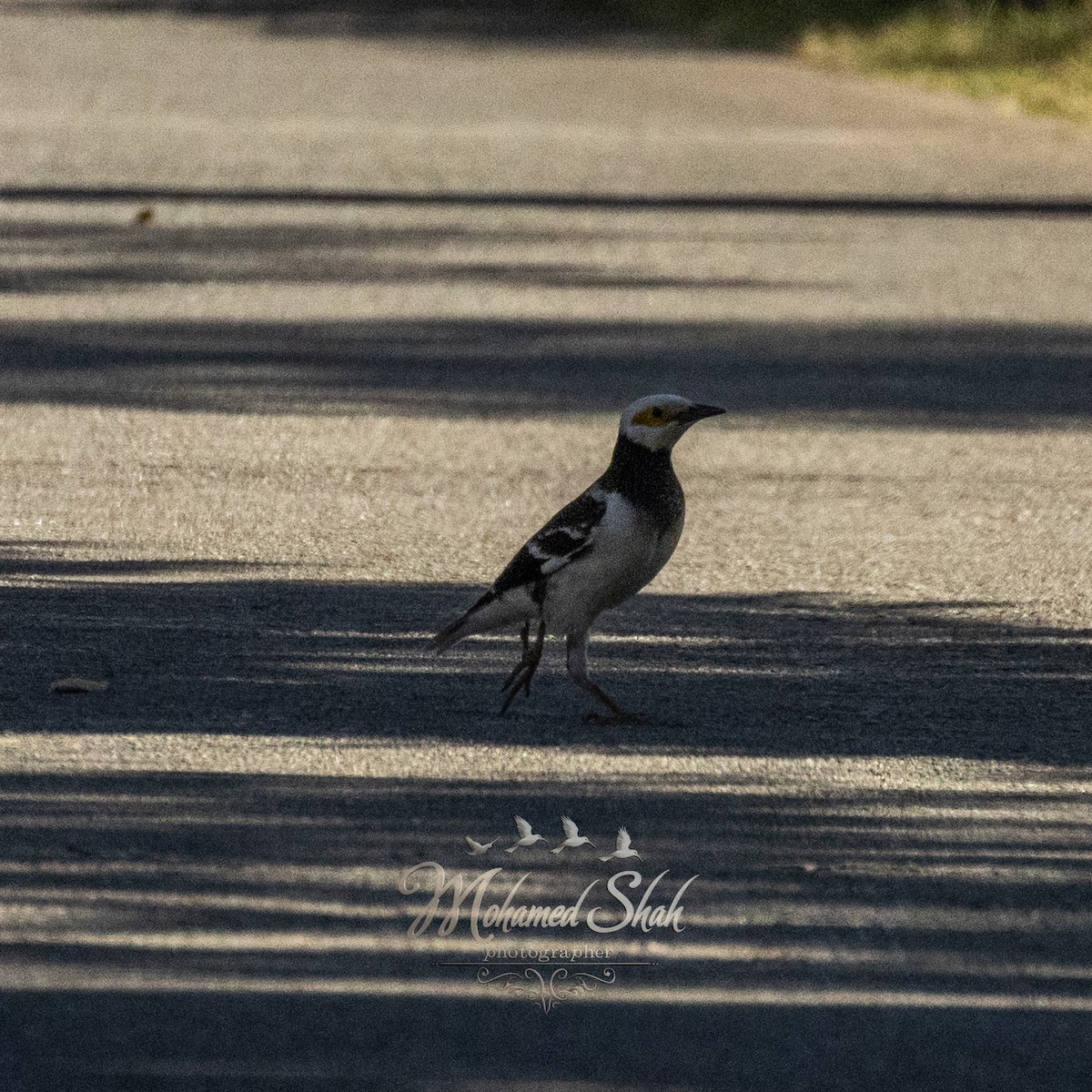 Черношейный скворец - ML645942500