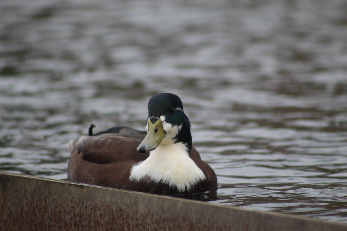 Кряква - ML645942503