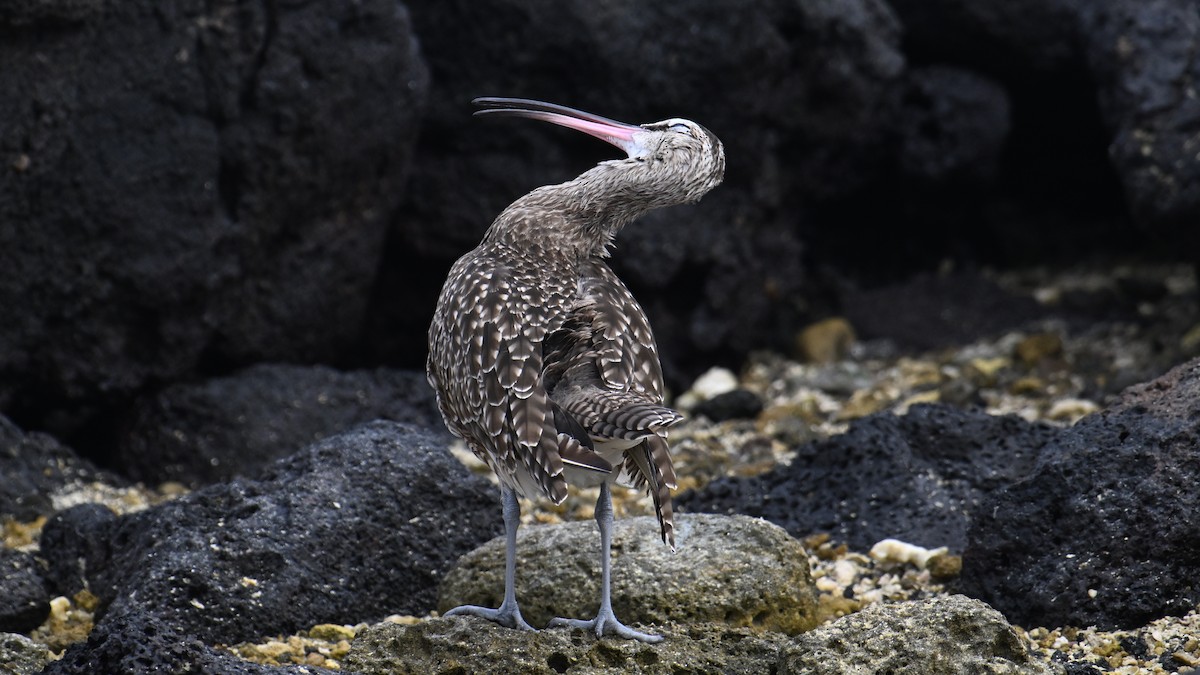 Hudsonian Whimbrel - ML645942504