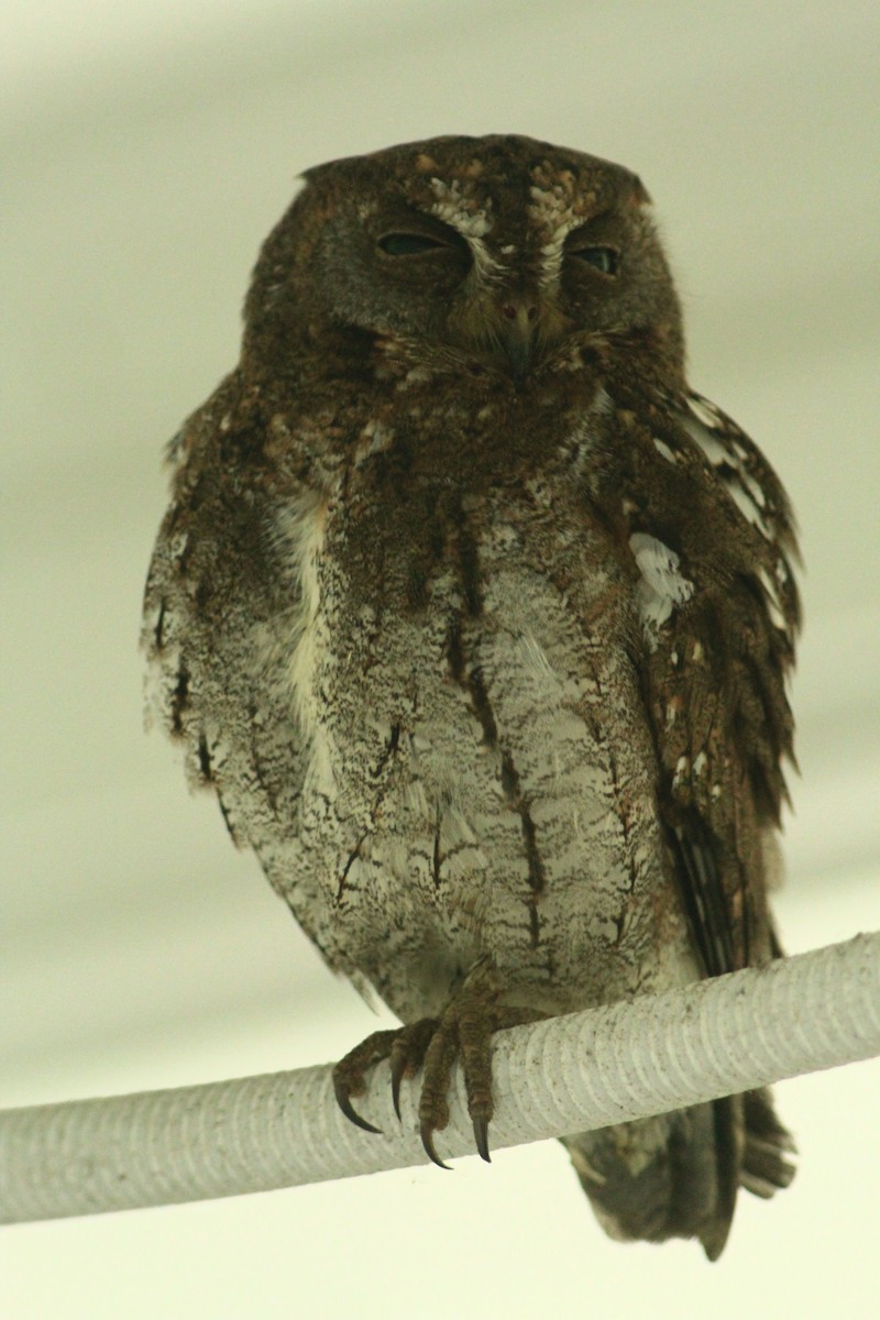 Восточная сплюшка - ML645942505