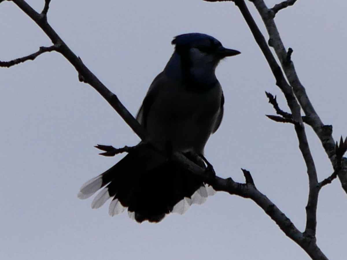 Голубая сойка - ML645942506