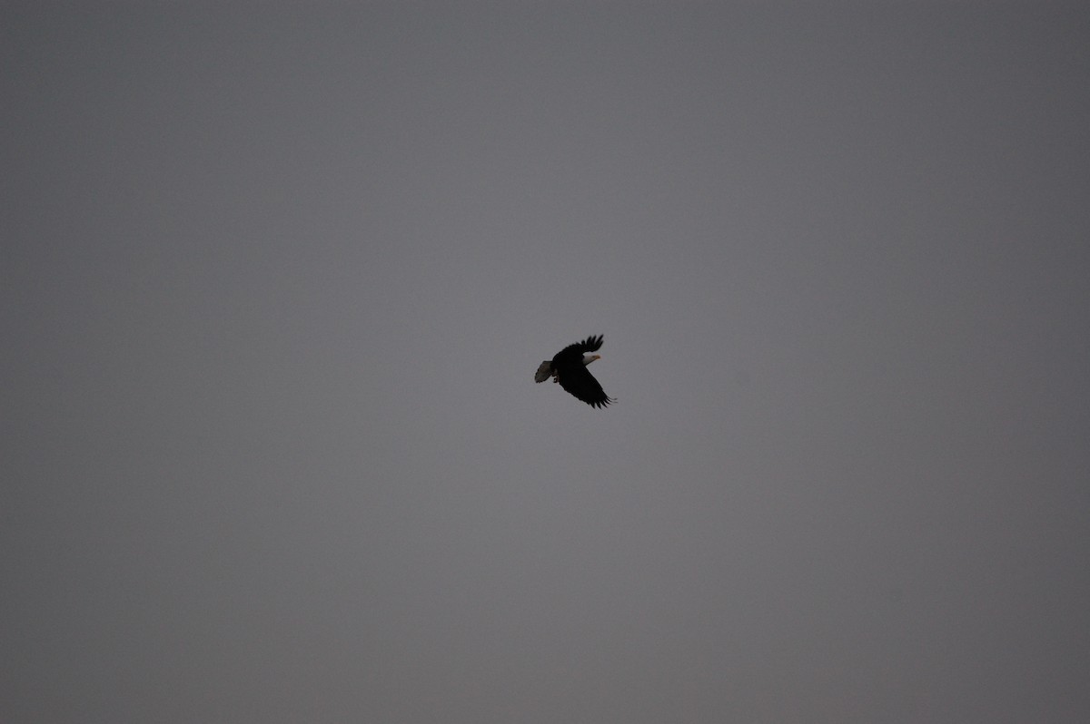 Белоголовый орлан - ML645942508