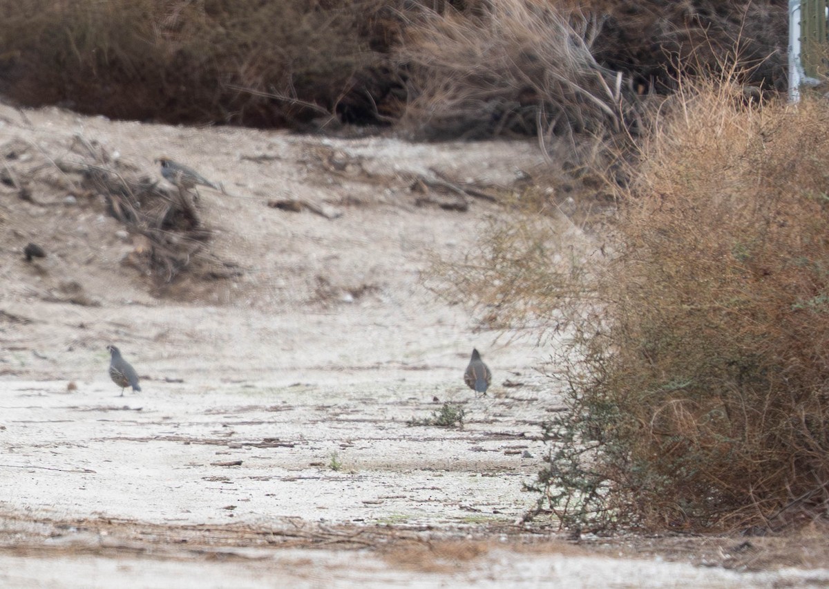 Galeper kaliforniarra - ML645942516