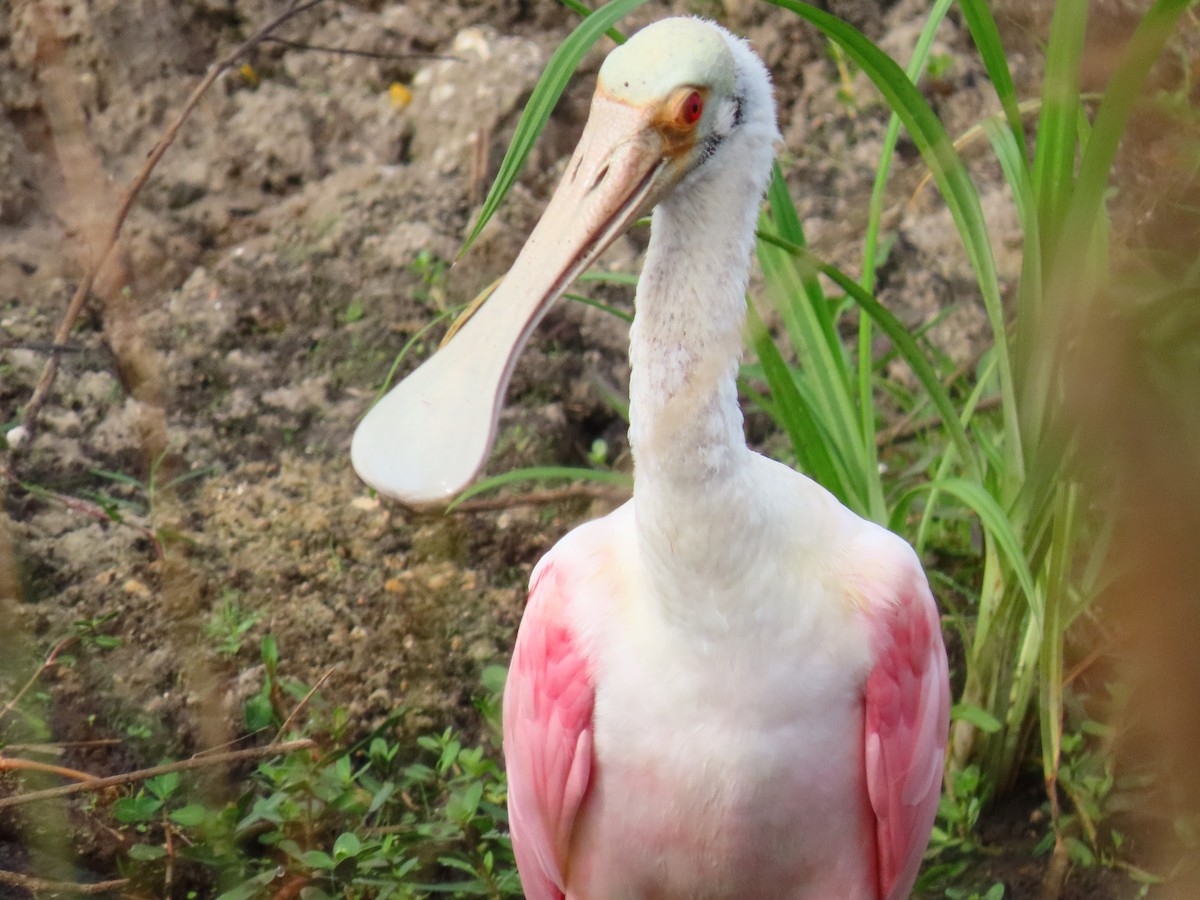 Espátula Rosada - ML645942523