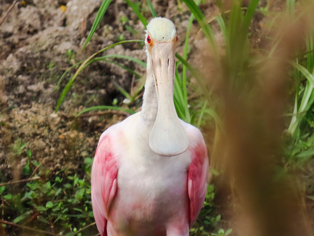 Espátula Rosada - ML645942524