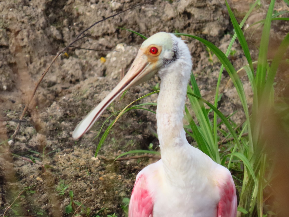 Espátula Rosada - ML645942525