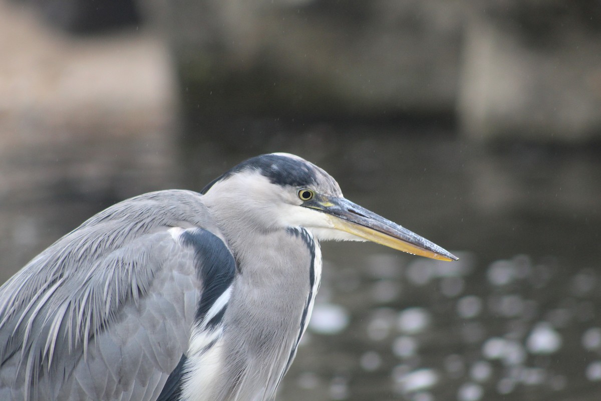 Gray Heron - ML645942526