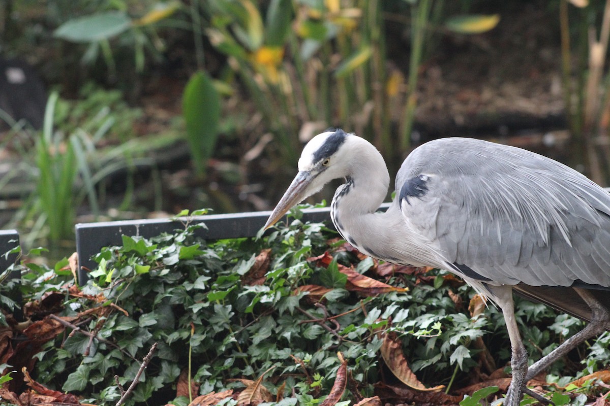 Gray Heron - ML645942527