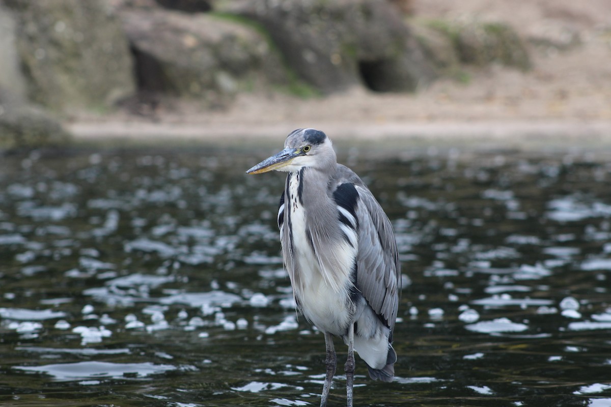 Gray Heron - ML645942528