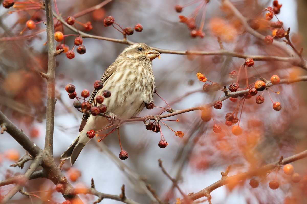 Purple Finch - ML645942530