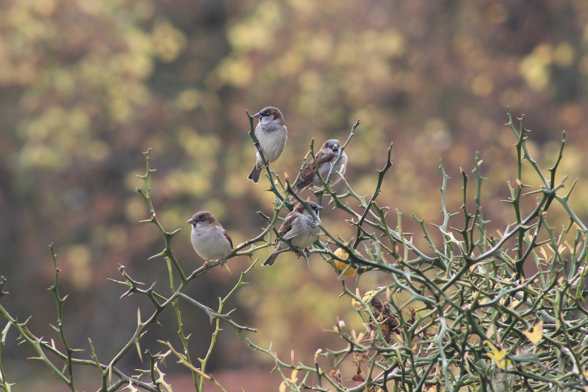 House Sparrow - ML645942534
