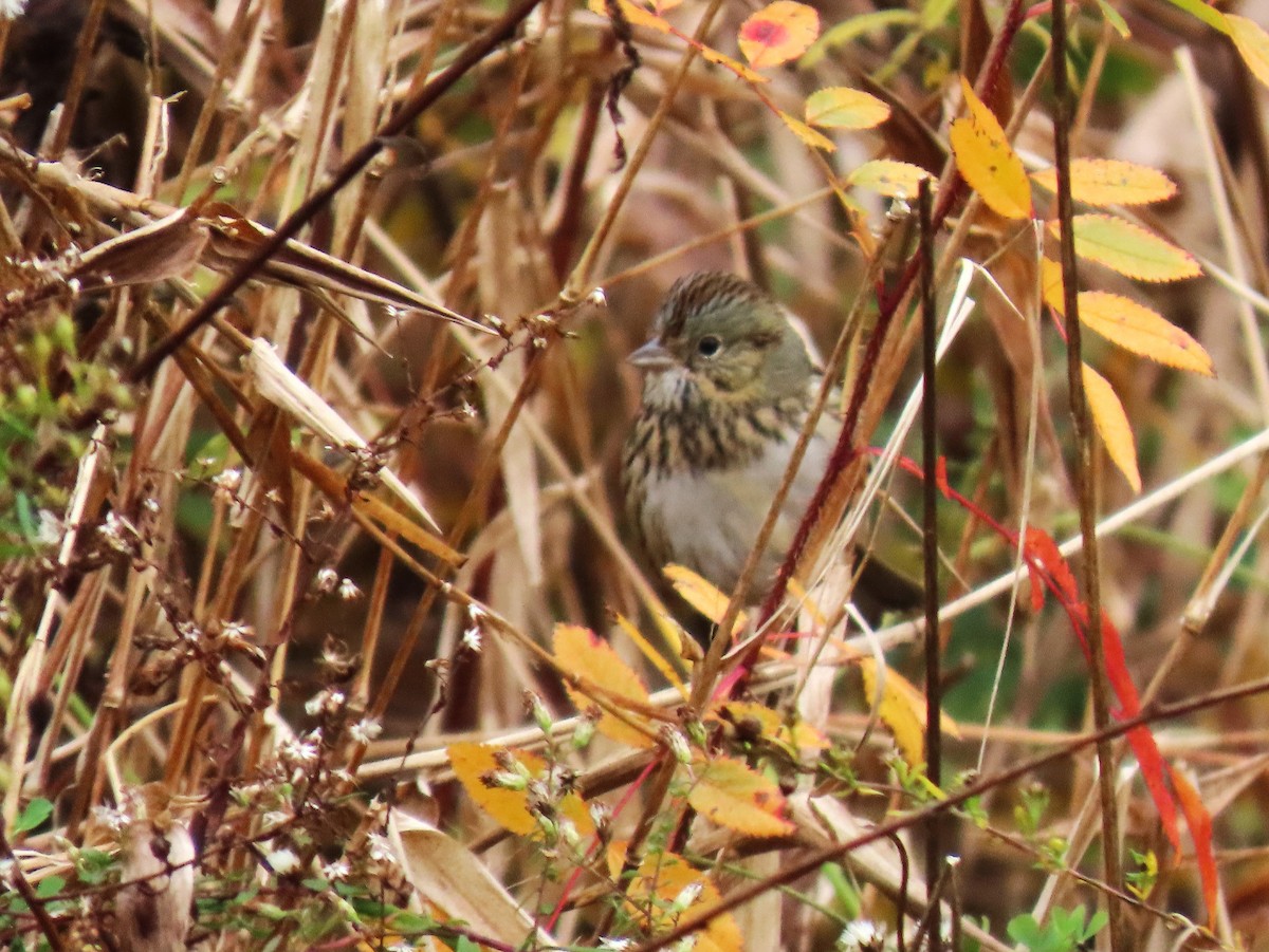 strnadec pruhohlavý - ML645942535