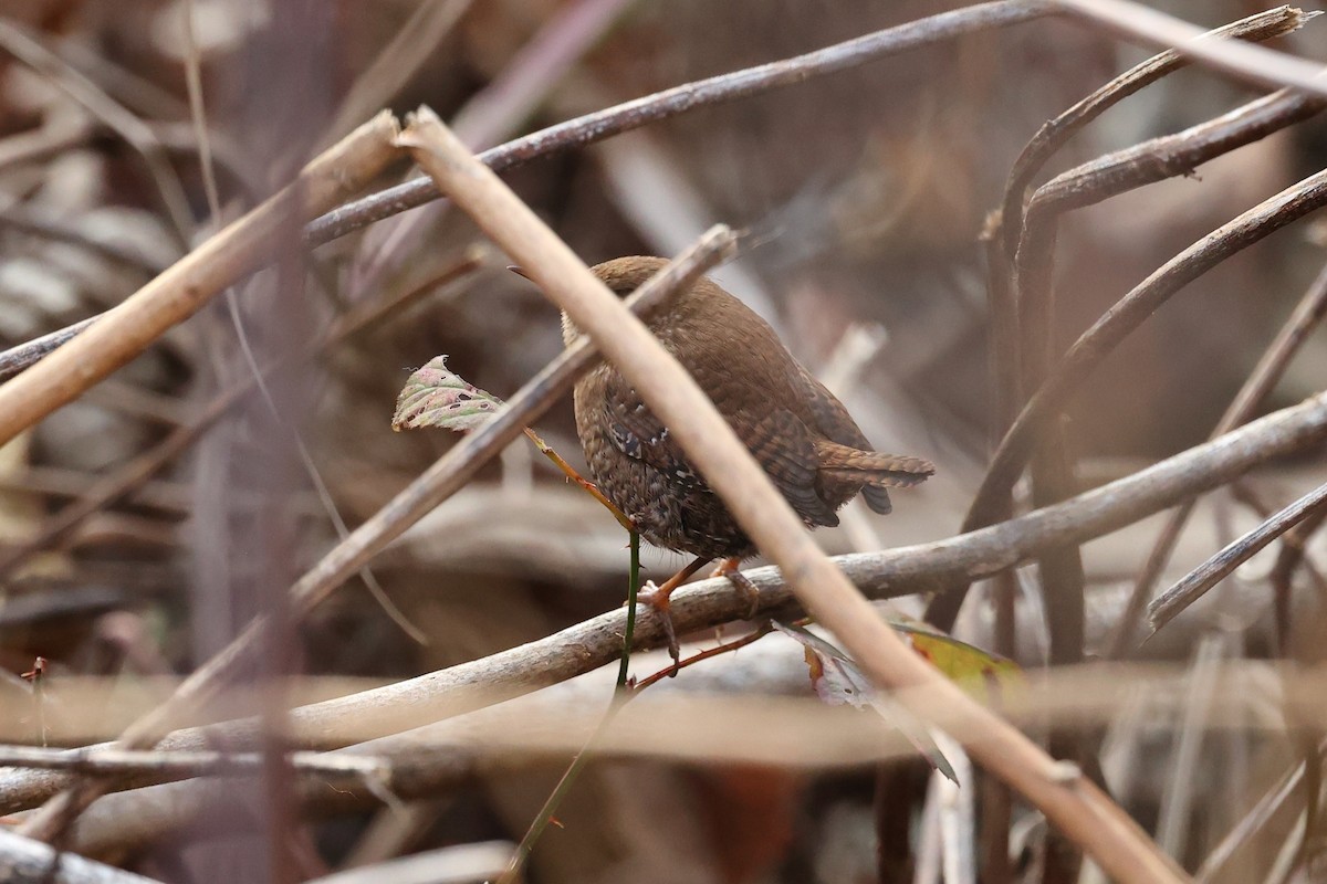 Winter Wren - ML645942536