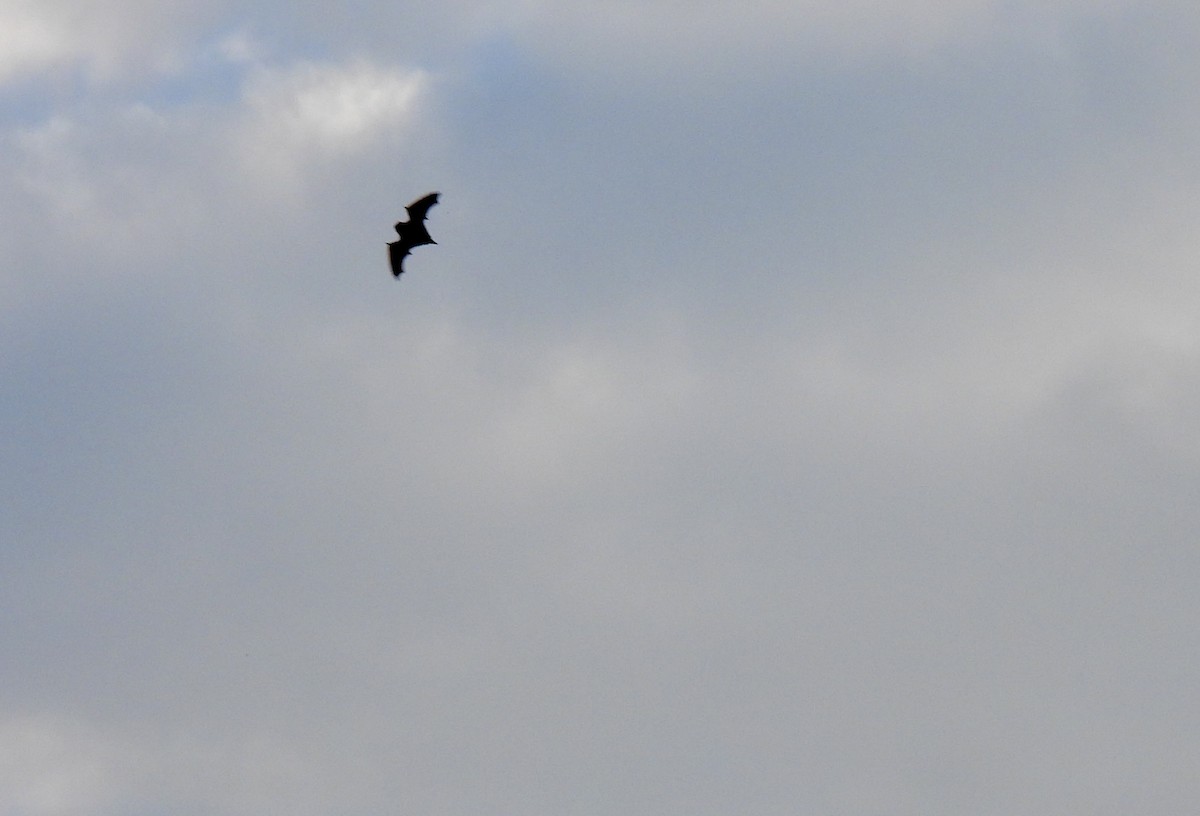 Eastern Red Bat - ML645942543