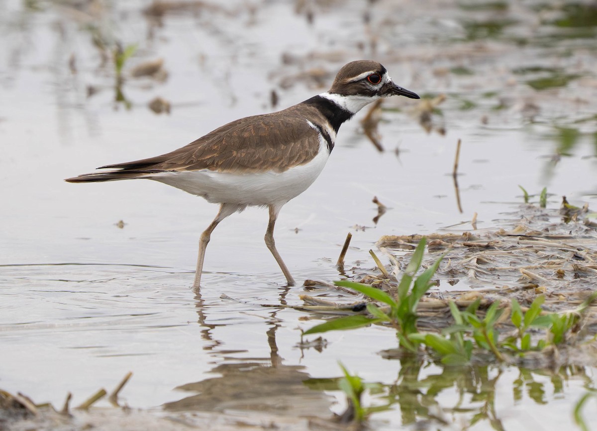 Kildir txirritxoa - ML645942551