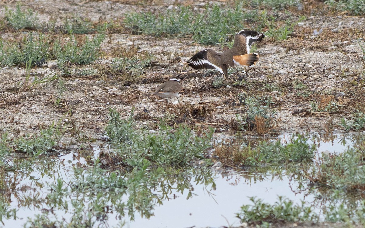 Kildir txirritxoa - ML645942552