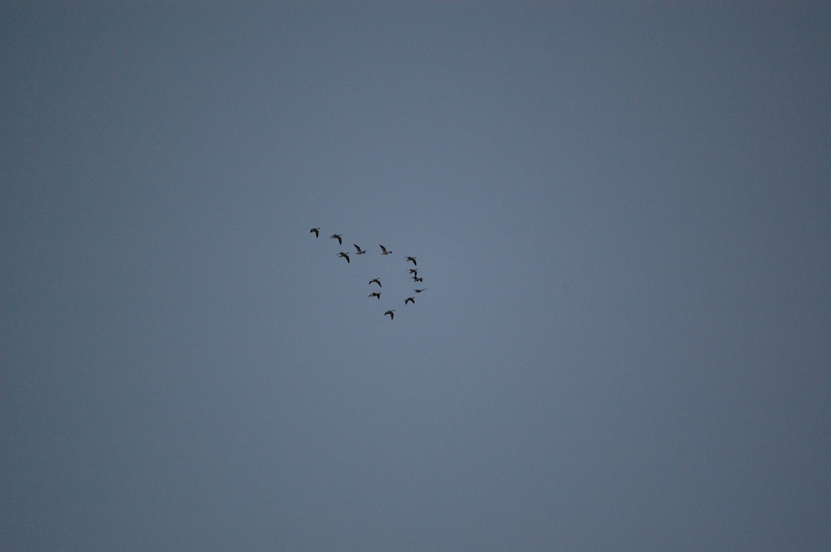 Snow Goose - ML645942559