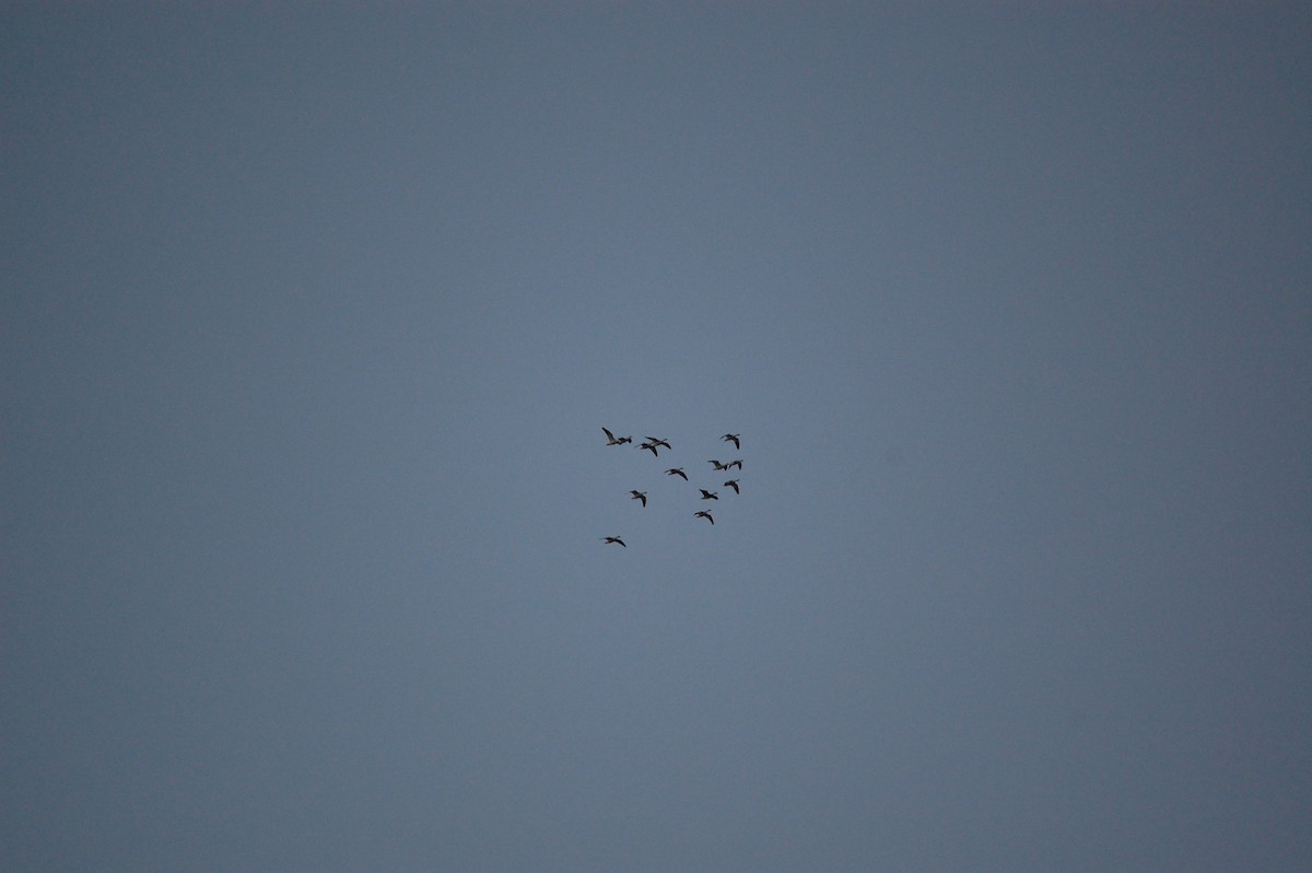 Snow Goose - ML645942560