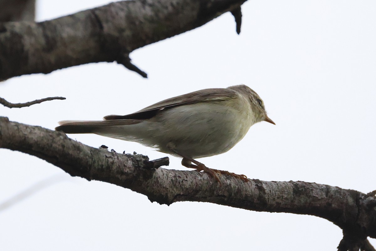 Willow Warbler - ML645942562