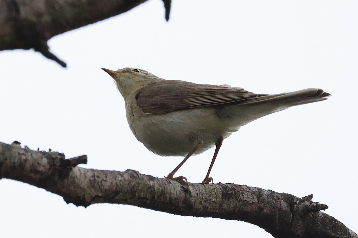 Willow Warbler - ML645942563