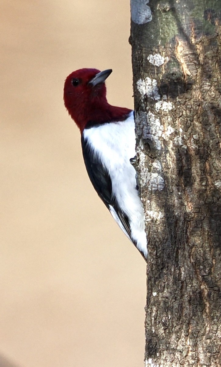 Red-headed Woodpecker - ML645942569