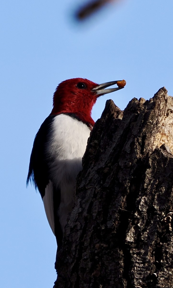 Red-headed Woodpecker - ML645942570