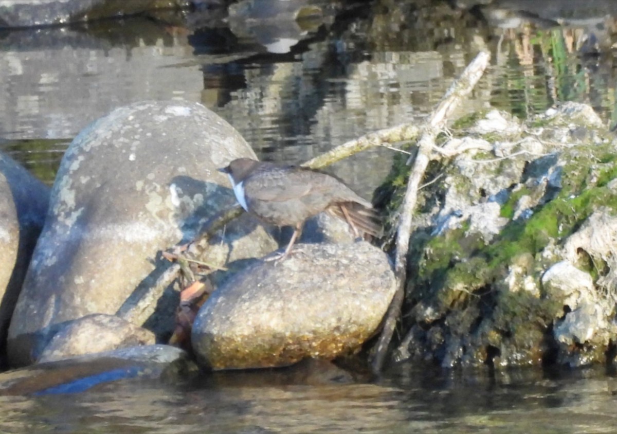 Пронурок біловолий - ML645942579